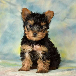 Nash/Yorkshire Terrier/Male/14 Weeks,Nash is a cute, friendly Yorkshire Terrier puppy who is being family raised and is well socialized. He can be registered with the ACA, is up to date on vaccinations and dewormer plus the breeder provides a health guarantee. To meet Nash, call the breeder today!