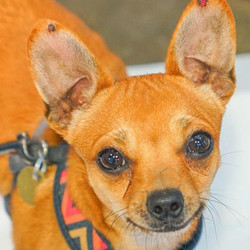 Adopt a dog:Brad/Chihuahua Mix/Male/Young,Brad is a small dog with a big personality! A cute, spunky little 2-year-old Chihuahua mix, full of life and character! Here are some notes from Brad's current foster Mom:"Brad can be shy at first but once he warms up he is a truly adventurous, daring, high energy, playful, independent and loving little boy! He is not clingy or needy at all. He is non-stop on the go! Not yet fully house-trained and a bit of a challenge to train because he won't stay still to focus and listen! But he'll get there with patience! Brad gets along with all dogs but because he is so fearless and feisty we don't think he would be well suited to a home with large dogs.But Brad would definitely benefit from the companionship of another resident canine or two, as long as they are well-matched in size. He is not good with cats as he wants to chase them. Brad is a really cute, fun and loving little pistol! He can be a handful so not the best choice for a first-time dog owner, but a wonderful addition to the right home!!"