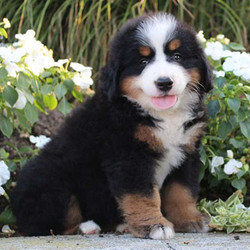Fable/Bernese Mountain Dog/Female/14 Weeks,Fable is a friendly Bernese Mountain Dog puppy who is sure to win you over with her playful nature and bubbly personality. This fluffy gal is vet checked and up to date on shots and wormer. She can be registered with the AKC, plus comes with a health guarantee provided by the breeder. Both parents are on the premises and are available to meet.Fable can't wait to shower you with puppy love, so hurry! Don't miss out on the pup of a lifetime!