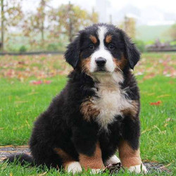 Sparkles/Bernese Mountain Dog/Female/10 Weeks,Sparkles is a bouncy Bernese Mountain Dog puppy with a soft and fluffy coat. This playful gal is vet checked and up to date on shots and wormer. She can be registered with the AKC, plus comes with a health guarantee provided by the breeder. Sparkles can't wait to shower you with puppy love, so hurry! Don't miss out on the pup of a lifetime!