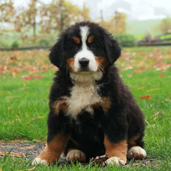 Sparkles/Bernese Mountain Dog/Female/10 Weeks,Sparkles is a bouncy Bernese Mountain Dog puppy with a soft and fluffy coat. This playful gal is vet checked and up to date on shots and wormer. She can be registered with the AKC, plus comes with a health guarantee provided by the breeder. Sparkles can't wait to shower you with puppy love, so hurry! Don't miss out on the pup of a lifetime!