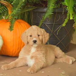 Misty/Goldendoodle/Female/11 Weeks,Say hello to Misty! This sweet gal is a lovable Goldendoodle who cant wait to join in all the fun at your place! She is being family raised around kids and her mother is the family's beloved pet who is available to meet as well! She has also been vet checked, is up to date on shots & wormer and comes with a 30-day health guarantee which is the breeder is providing. Misty can't wait to shower you with puppy love, so hurry! Don't miss out on the pup of a lifetime!