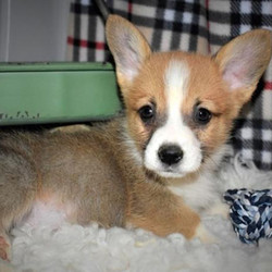 Tompson/Pembroke Welsh Corgi/Male/23 Weeks,From a game of fetch to a relaxing walk around the block, this boy is ready to be right by your side. Tompson has been waiting to meet his fur-ever best friend and he thinks that you fit the bill. He loves adventure so exploring, running, and playing in the yard is never out of the question. Don't worry though because he is just as content to lounge around snacking on doggy treats, too. This baby boy can't wait to shower you with puppy love, so hurry! Don't miss out on the pup of a lifetime!
