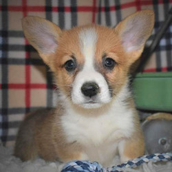 Tompson/Pembroke Welsh Corgi/Male/23 Weeks,From a game of fetch to a relaxing walk around the block, this boy is ready to be right by your side. Tompson has been waiting to meet his fur-ever best friend and he thinks that you fit the bill. He loves adventure so exploring, running, and playing in the yard is never out of the question. Don't worry though because he is just as content to lounge around snacking on doggy treats, too. This baby boy can't wait to shower you with puppy love, so hurry! Don't miss out on the pup of a lifetime!
