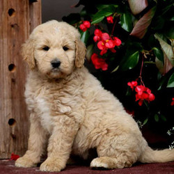 Danielle/Goldendoodle/Female/9 Weeks,Meet Danielle, an easy-going Goldendoodle puppy that has a soft curly coat. Danielle is being family raised, is vet checked and up to date on vaccinations & dewormer. And, the breeder provides a one-year genetic health guarantee for this puppy. Danielle can't wait to shower you with puppy love, so hurry! Don't miss out on the pup of a lifetime!