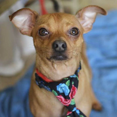 Gilligan/Jack Russell Terrier / Chihuahua Mix/Male/Young Adopt a dog:Gilligan/Jack Russell Terrier / Chihuahua Mix/Male/Young,Gilligan is three years old and weighs 11 pounds. He is sociable with other dogs and loves to play. He has a medium-high energy level but he also enjoys cuddling with his two-legged companions. He gravitates towards children and is gentle and affectionate with them. Gilligan is crate-trained and walks well on a leash.Come meet and adopt Gilligan and your 2019 is bound to overflow with happiness-plus!
