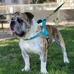 Adopt a dog:Bentley/English Bulldog/Male/Adult,Say hello to Bentley and he's 4 years old. His owners recently dropped him off at the shelter so now he's looking for a new place to live! He's good with dogs socially but would be best as the only dog in the home. He's leggy and lean so he will be fine with stairs and kids 12+. He's a friendly guy whose butt never stops wiggling! Come meet and adopt Bentley and your 2019 is bound to overflow with happiness-plus!