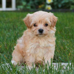 Kesha/Maltipoo/Female/9 Weeks,Kesha is a bubbly and friendly Maltipoo puppy. This pup is vet checked, up to date on shots and wormer plus the breeder provides a health guarantee for Kesha. She can't wait to shower you with puppy love, so hurry! Don't miss out on the pup of a lifetime!