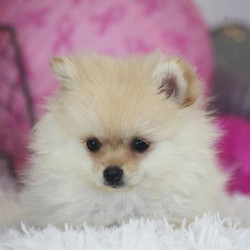 Diamond/Pomeranian/Female/13 Weeks,Stop right there! You have found your new baby girl. Diamond is as adorable as a puppy can be. She will be sure to shower you with her puppy love kisses every morning just to let you know how much you mean to her. Diamond will be sure to come home to you happy, healthy, and ready to play. She will be up to date on her puppy vaccinations and vet checks just in time to come to her new home. Don't miss out on the newest addition to your family. She will be sure to steal your heart away.