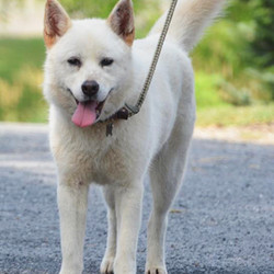 Adopt a dog:Kulture/Husky Mix/Female/Adult,Kulture is a pretty white husky mix, spayed female about 2-3 years old. She came into the rescue very thin with a poor coat, she is looking great now and her coat is coming in beautiful! She gets along fine with other friendly dogs and is very well mannered on the leash. Being a husky, she is prone to wander and will require a securely fenced yard for exercise. She is very friendly and sweet-natured, but she can be a little reactive and nervous with new people and being restrained so children in the home should be over 10.