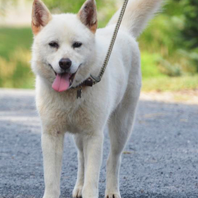 Kulture/Husky Mix/Female/Adult Adopt a dog:Kulture/Husky Mix/Female/Adult,Kulture is a pretty white husky mix, spayed female about 2-3 years old. She came into the rescue very thin with a poor coat, she is looking great now and her coat is coming in beautiful! She gets along fine with other friendly dogs and is very well mannered on the leash. Being a husky, she is prone to wander and will require a securely fenced yard for exercise. She is very friendly and sweet-natured, but she can be a little reactive and nervous with new people and being restrained so children in the home should be over 10.