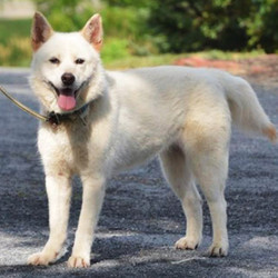 Adopt a dog:Kulture/Husky Mix/Female/Adult,Kulture is a pretty white husky mix, spayed female about 2-3 years old. She came into the rescue very thin with a poor coat, she is looking great now and her coat is coming in beautiful! She gets along fine with other friendly dogs and is very well mannered on the leash. Being a husky, she is prone to wander and will require a securely fenced yard for exercise. She is very friendly and sweet-natured, but she can be a little reactive and nervous with new people and being restrained so children in the home should be over 10.