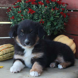Flora/Australian Shepherd/Female/10 Weeks,Flora is a bubbly Australian Shepherd puppy. This curious pup is vet checked, up to date on vaccinations and comes with a health guarantee provided by the breeder. Flora is a playful puppy who is looking for a forever home. If you would like to welcome this cute girl into your family, contact the breeder today!