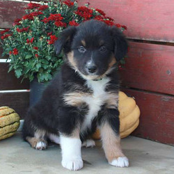 Flora/Australian Shepherd/Female/10 Weeks,Flora is a bubbly Australian Shepherd puppy. This curious pup is vet checked, up to date on vaccinations and comes with a health guarantee provided by the breeder. Flora is a playful puppy who is looking for a forever home. If you would like to welcome this cute girl into your family, contact the breeder today!