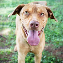 Adopt a dog:Bruce/Labrador Retriever / Doberman Pinscher Mix/Male/Young,Bruce is a super happy, joyful and sweet pup. He is playful, energetic and affectionate. He loves people and enjoys going on walks and playing fetch. He walks well on a leash, loves car rides and he will be the perfect dog for any family. He weighs 56 pounds and he is around 1 or 2 years old. He is also neutered and up to date with his vaccines.Come meet and adopt Bruce and your 2019 is bound to overflow with happiness-plus!