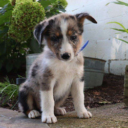 Harper/Australian Shepherd/Male/17 Weeks,This cute and playful puppy is Harper, an Australian Shepherd. This pup is being family raised with children. Harper is vet checked, up to date on vaccinations and dewormer plus comes with a health guarantee provided by the breeder. To meet Harper, call the breeder today!