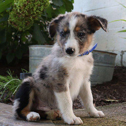 Harper/Australian Shepherd/Male/17 Weeks,This cute and playful puppy is Harper, an Australian Shepherd. This pup is being family raised with children. Harper is vet checked, up to date on vaccinations and dewormer plus comes with a health guarantee provided by the breeder. To meet Harper, call the breeder today!