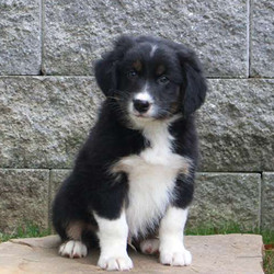 Baxter/Australian Shepherd/Male/11 Weeks,Baxter's an adorable Australian Shepherd puppy that can’t wait to go on an adventure with you! This handsome fella is vet checked and up to date on shots and wormer. He also comes with a health guarantee provided by the breeder! To welcome this sweet pup into your home please contact the breeder today!