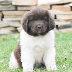 Fairy Princess/Newfoundland/Female/9 Weeks,Fairy Princess is a beautiful Newfoundland puppy that can be AKC registered and is up to date on shots and dewormer. Plus, the breeder provides a health guarantee. This wonderful pup is family raised with children and loves to play and bounce around. Please contact the breeder to find out how you can meet the playful pup!