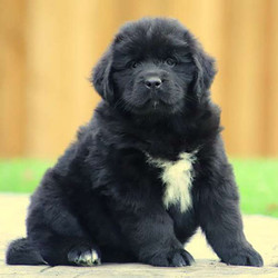 Roxy/Newfoundland/Female/9 Weeks,Roxy is an outgoing Newfoundland puppy with a soft and fluffy coat. This friendly gal is vet checked and up to date on shots and wormer. She can be registered with the AKC, plus comes with a health guarantee provided by the breeder. Roxy is well socialized with children and loves being around people. To find out how you can welcome home this big teddy bear, please contact the breeder today!
