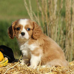 Warby/Cavalier King Charles Spaniel/Male/14 Weeks,Warby is a friendly Cavalier King Charles Spaniel puppy with a face you won't be able to resist! He is vet checked and up to date on vaccinations plus Warby can be ACA registered and comes with a health guarantee provided by the breeder. Warby is waiting for someone to come along and claim him as their own! If you would like to meet this adorable pup, please call the breeder today!
