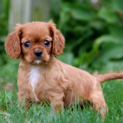 Alex/Cavalier King Charles Spaniel/Male/13 Weeks,Alex is a beautiful Cavalier King Charles Spaniel puppy with a great personality. He has been family raised with children and both of his parents are the Yoder's family pets. Alex is vet checked and up to date on vaccinations, plus he comes with a 6 month genetic health guarantee provided by the breeder. This sweet boy is very well socialized and can be registered with the ACA. If you would like to welcome this adorable pup into your family, contact the breeder today!