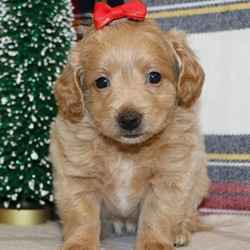 Daisy/Goldendoodle/Female/7 Weeks,This beautiful girl is going to be the hottest thing on the block; look at that attractive coat! Get ready to be the envy of the neighborhood while out on your daily walks with her. Before coming home to you, Daisy will be up to date on her vaccinations and vet checked. Don't miss out on this great puppy; she can't wait to come home to her new family!