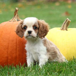Ava/Cavalier King Charles Spaniel/Female/9 Weeks,Ava is a sweet Cavalier King Charles Spaniel puppy who is being family raised with children. She can be registered with the ACA. This pup is up to date on vaccinations and dewormer plus the breeder provides a health guarantee for this gal. To learn more about Ava and welcome her into your family, contact the breeder today!