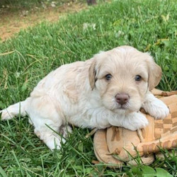 JJ/Goldendoodle/Male/7 Weeks,JJ is the perfect, little guy! He has both great looks and a great personality! This little sweetheart will bring tons of love into your home. He is a bundle of energy but, once tired, loves his naps. JJ is very healthy and will come to you up to date on vaccinations and pre-spoiled. He is going to be a great addition to your family and he can't wait to meet you! Don't miss out on this cutie!