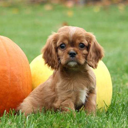 Avery/Cavalier King Charles Spaniel/Male/9 Weeks,Avery is a sweet Cavalier King Charles Spaniel puppy who is being family raised with children. He can be registered with the ACA. This pup is up to date on vaccinations and dewormer plus the breeder provides a health guarantee for this fella. To learn more about Avery and welcome him into your family, contact the breeder today!