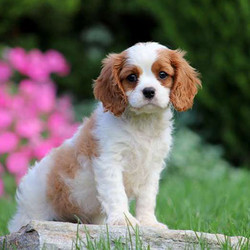 Teddy/Cavalier King Charles Spaniel/Male/16 Weeks,This beautiful Blenheim cutie is Teddy! He is a Cavalier King Charles Spaniel puppy who loves to romp around and play. Teddy is vet checked, up to date on shots and wormer, plus comes with a health guarantee provided by the breeder. He is socialized with children and has such a sweet personality. To learn more about Teddy, please contact the breeder today!