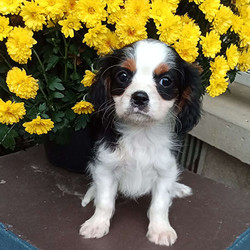 Asher/Cavalier King Charles Spaniel/Male/12 Weeks,Say hello to Asher, a handsome Cavalier King Charles Spaniel puppy ready to be your new pal! This charming fellow is vet checked, up to date on shots and wormer, plus comes with a health guarantee provided by the breeder. Asher is family raised and well socialized with children. To find out more about this delightful pup, please contact the breeder today!