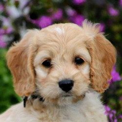 Archie/Cockapoo/Male/8 Weeks,Meet Archie, a beautiful Cockapoo puppy who is being family raised with children and is well socialized. This pup has a soft curly coat and he is very playful. Archie is vet checked, up to date on vaccinations and dewormer plus the breeder provides a one-year genetic health guarantee for him. To learn more about Archie and arrange a visit with this happy pup, call the breeder today!