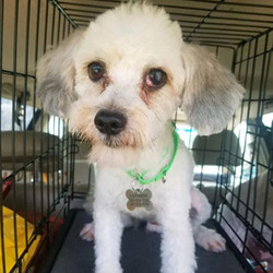 Adopt a dog:Cutler Bay/ Havanese /Male/Young,Cutler Bay is a 5-year-old Male Havanese rescued from a puppy mill. It will be a while before we approve an adoption for him. He is afraid of people and what they might do to him. Cutler needs time. He is one of those dogs with deep emotional scars. He is looking for his new family.Come meet and adopt Cutler and your 2019 is bound to overflow with happiness-plus!