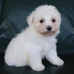 Nix/Bichon Frise/Male/10 Weeks,Nix is ready to steal your heart and make you his best friend! This darling boy is full of love and fun, and he has such a great, well-balanced personality! He loves to give kisses and will never turn down some sweet cuddles. At the same time, he also thoroughly loves his playtime and can always be found with a toy nearby! He has been very well socialized and adores people of all ages!