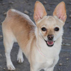Adopt a dog:Peaches/Chihuahua / Pomeranian Mix /Female/5 years,Peaches is a 5 yr. old spayed female Chihuahua / Pomeranian mix. She ended up in the shelter as a stray and is now ready to find her forever family. This little girl is as sweet as she looks! She was terrified in the shelter and is now settling in here at the ranch. She is good with other dogs and is currently learning all about horses & kitties. She is currently working on housebreaking. She weighs 10 lbs. She deserves to be someone's special little princess!