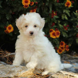 Harper/Maltipoo/Female/9 Weeks,Meet Harper, a happy and lovable Maltipoo puppy. This pup is vet checked, up to date on shots and wormer plus comes with a health guarantee provided by the breeder. To learn more about this fluffy pup, call the breeder today!