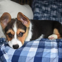 Carter/Pembroke Welsh Corgi/Male/23 Weeks,What a looker! This handsome baby boy is sure to win your heart with just one look. Not only is Carter sure to be the number one cutie in your neighborhood, but he is also charming, playful, and full of puppy kisses. He will do just about things to get you to smile and is up for any fun activity that you can think of. Walks on the beach, hide-n-go-seek around the house, trips to the dog park to show off how great his family, it all sounds like a good time to Carter. This baby is vet checked, pre-spoiled, and up to date on his puppy vaccinations. Don't let this cuddle bug pass you by. You are his new fur-ever family, he just knows it!