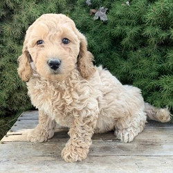 Cambry/Goldendoodle/Female/8 Weeks,Cambry is very sweet and playful; she loves kids! She is gentle and loving. She is always up for anything and is just an all-around great puppy! Cambry will be sure to come home to you up to date on her puppy vaccinations and vet checked. Don't let this little star pass you by. She will be sure to make that perfect, playful, loving addition that you and your family have been searching for.