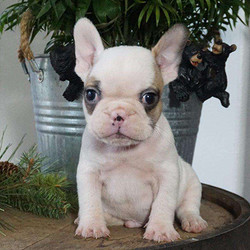 Frankie/French Bulldog/Male/8 Weeks,Say hello to Frankie, a cute French Bulldog puppy who loves to play. This sweet pup is vet checked, up to date on shots and wormer, plus comes with a 30-day health guarantee provided by the breeder. Frankie has already been microchipped and can be registered with the AKC. If you would like to make him part of your family, contact the breeder today!