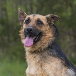 Adopt a dog:Brigitte/German Shepherd Dog /Female/Adult ,Brigitte is a sweet girl, but she is timid and would need someone to work with her to build her confidence.Listed breed is an educated guess made by our veterinarian and is NOT a guarantee - this also means we have no way of knowing what her adult size will be.She is currently being fostered in Mississippi and will be transported via Pet Express transport services upon adoption. Her adoption fee is $450 and includes spay, age-appropriate vaccinations, a nose to the tail vet check, and transport costs.