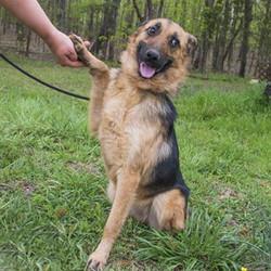 Adopt a dog:Brigitte/German Shepherd Dog /Female/Adult ,Brigitte is a sweet girl, but she is timid and would need someone to work with her to build her confidence.Listed breed is an educated guess made by our veterinarian and is NOT a guarantee - this also means we have no way of knowing what her adult size will be.She is currently being fostered in Mississippi and will be transported via Pet Express transport services upon adoption. Her adoption fee is $450 and includes spay, age-appropriate vaccinations, a nose to the tail vet check, and transport costs.