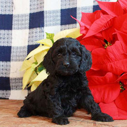 Destiny/Cockapoo/Female/17 Weeks,Say hello to Destiny, a friendly Cockapoo puppy. This lively pup is vet checked, up to date on shots and wormer, plus comes with a 30 day health guarantee provided by the breeder. Destiny has a bubbly personality and is sure to make you smile and laugh as soon as you meet her! If you would like to welcome Destiny into you family, contact the breeder today!