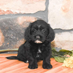 Blake/Cockapoo/Male/8 Weeks,Here comes Blake! This curly Cockapoo puppy has such a sweet personality that will win your heart in a second. Blake is vet checked, up to date on shots and wormer plus comes with a health guarantee provided by the breeder! Blake can’t wait to meet you so if this is the puppy for you, please contact breeder today!