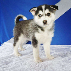 Aaron/Pomsky/Male/9 Weeks,Aaron is a playful Pomsky puppy who is just as cute as can be! This soft coated cutie is vet checked and up to date on shots and wormer. He has been microchipped, plus comes with a health guarantee provided by the breeder. Aaron is well socialized and is family raised around children. To learn more about this adorable pup, please contact the breeder today!