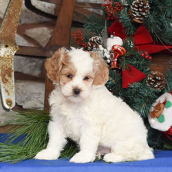 Buddy The Elf/Cockapoo/Male/7 Weeks,If you are looking for friendly Cockapoo, look no further! Buddy The Elf is the pup for you! He has a playful personality and loves to romp around. Buddy The Elf is vet checked and up to date on shots and wormer. Plus, the breeder also provides a health guarantee.This happy pup is family raised with children and has been microchipped. If you are ready to give Buddy The Elf his forever home, please contact the breeder today!
