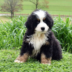 Jedi/Bernese Mountain Dog/Male/11 Weeks,Jedi is a fluffy Bernese Mountain Dog puppy that can’t wait to spoil you with love! This friendly fella is one of a kind and loves to play outside. Jedi’s mom lives on premise and would love to meet you too! Jedi is vet checked and up to date on shots and wormer. He can also be registered with the AKC and comes with a health guarantee provided by the breeder! To welcome this perfect pup into your home, please contact the breeder today!