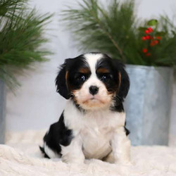 Duke/Cavalier King Charles Spaniel/Male/6 Weeks,Here comes Duke, a cuddly Cavalier King Charles Spaniel puppy ready to give you lots of puppy kisses! This sweet pup is vet checked and up to date on shots and wormer. Duke can be registered with the AKC and comes with a health guarantee provided by the breeder. To find out more about this family raised and kid friendly pup, please contact the breeder today!