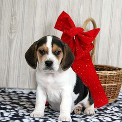 Chad/Beagle/Female/16 Weeks,Let me introduce you Chad, a bubbly Beagle puppy that loves to be near you. This lovely little lady has been family raised with children and can be registered with the AKC. Chad is vet checked, up to date on vaccinations and comes with a health guarantee provided by the breeder. If you are interested in welcoming this playful pup into your family, contact the breeder today!