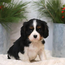 Dash/Cavalier King Charles Spaniel/Male/6 Weeks,Here comes Dash, a cuddly Cavalier King Charles Spaniel puppy ready to give you lots of puppy kisses! This sweet pup is vet checked and up to date on shots and wormer. Dash can be registered with the AKC and comes with a health guarantee provided by the breeder. To find out more about this family raised and kid friendly pup, please contact the breeder today!
